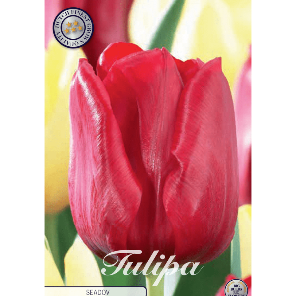 Tulipan Seadov 10-pakning